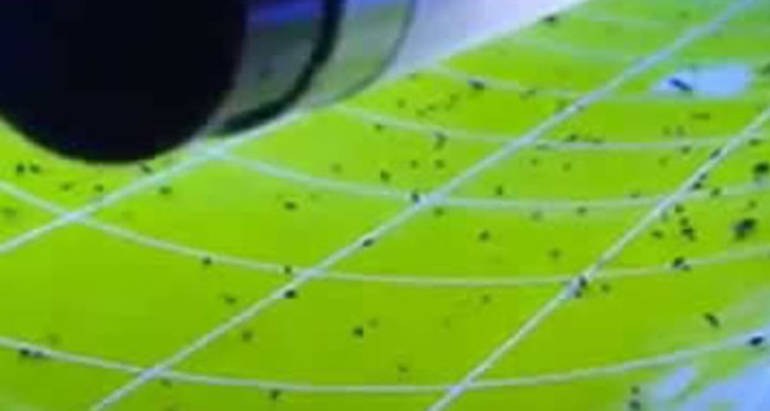 Karasinek EFK UV Tuzakları ve Plastik Tutucular